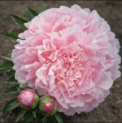 My Friend uus IMG_9240